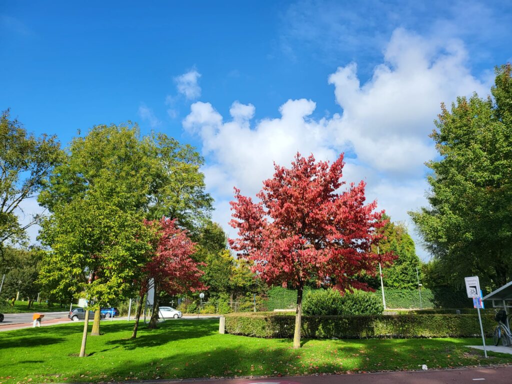 الخريف أيضاً موسم الفنون في أوروبا؛ ففيه تُقام المعارض التشكيلية والمهرجانات السينمائية والموسيقية.