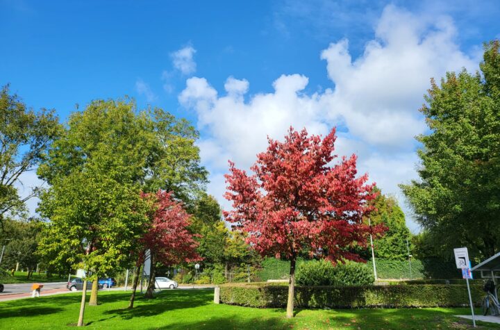 الخريف أيضاً موسم الفنون في أوروبا؛ ففيه تُقام المعارض التشكيلية والمهرجانات السينمائية والموسيقية.